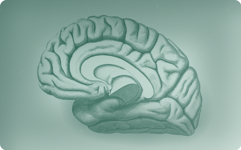 Cortex